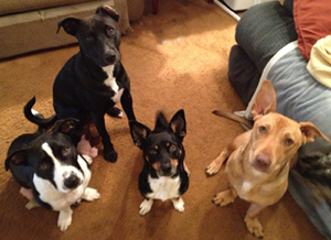 Left to right, Pandora, Nova, Luna (mom), and Peanut